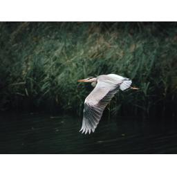 DavMayPhotography-Heron-6a.jpg