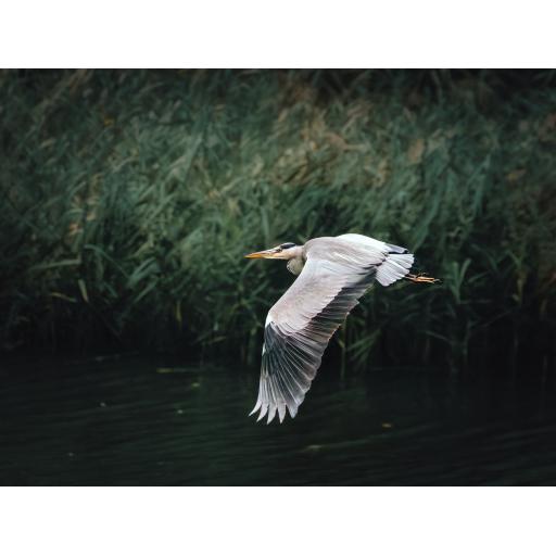 DavMayPhotography-Heron-6a.jpg